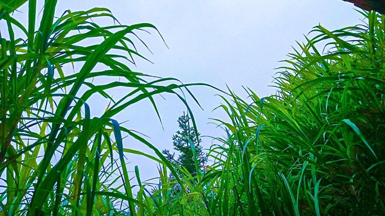 Cici Homestay Dong Van エクステリア 写真